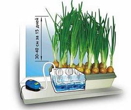 Луковое счастье